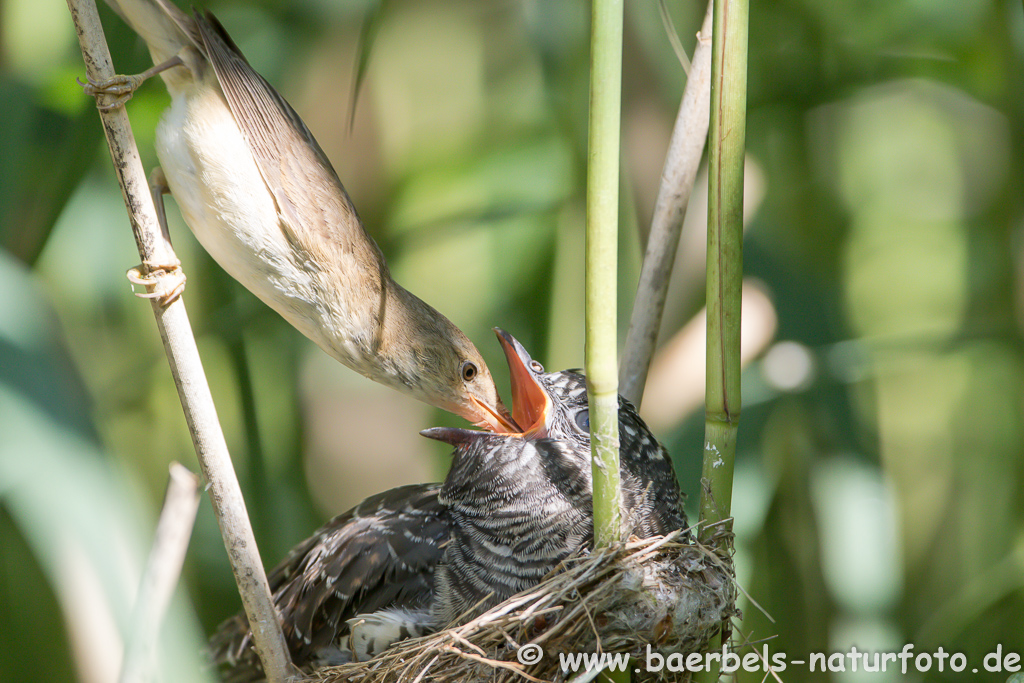 Teichrohrsänger, Rohrspatz