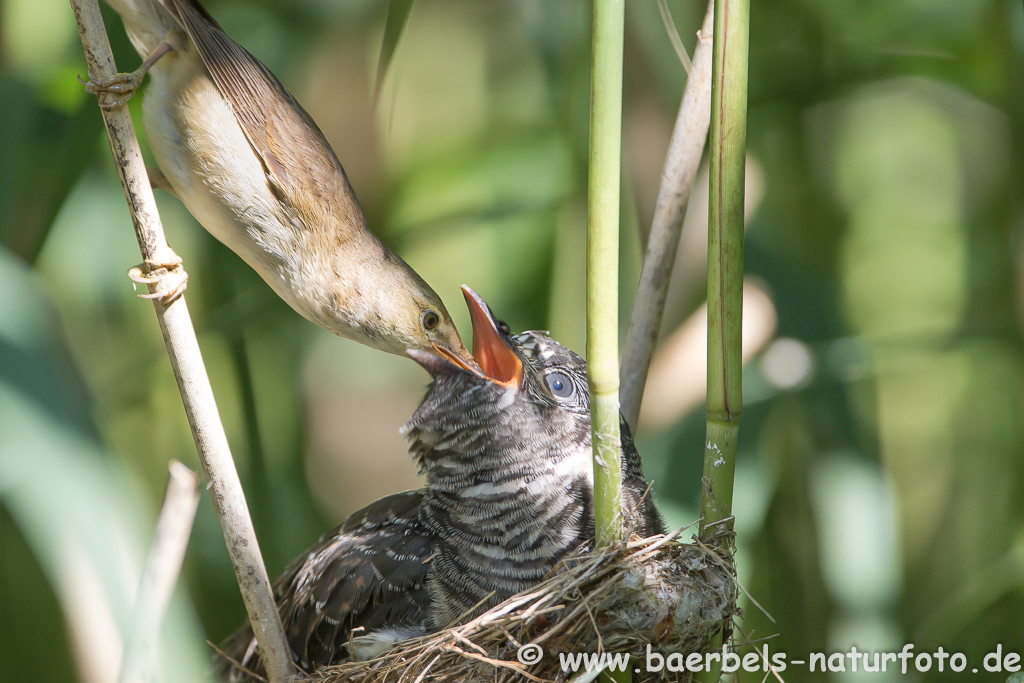 Teichrohrsänger, Rohrspatz