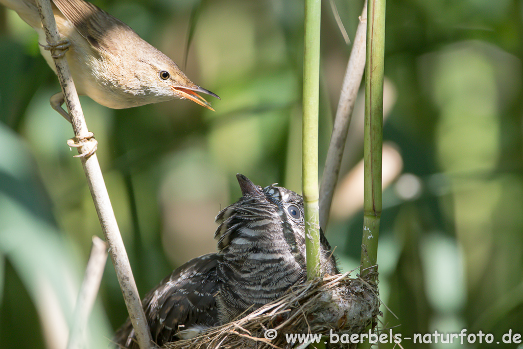 Teichrohrsänger, Rohrspatz