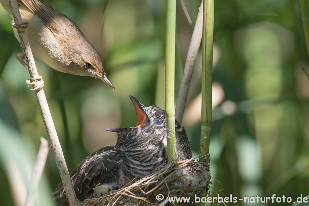 Teichrohrsänger, Rohrspatz