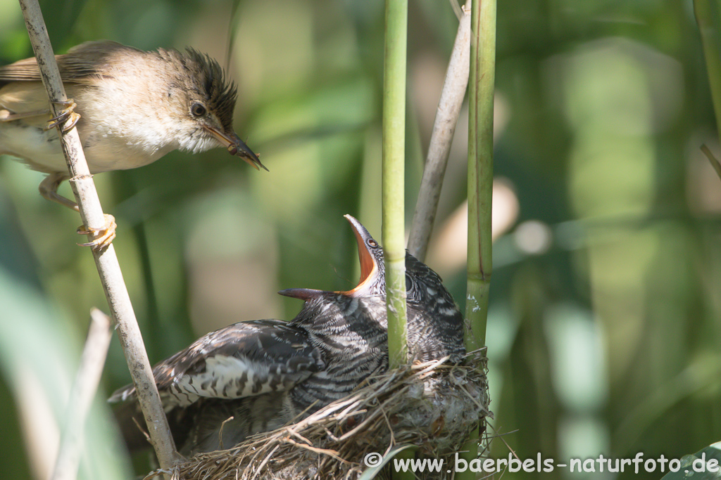 Teichrohrsänger, Rohrspatz