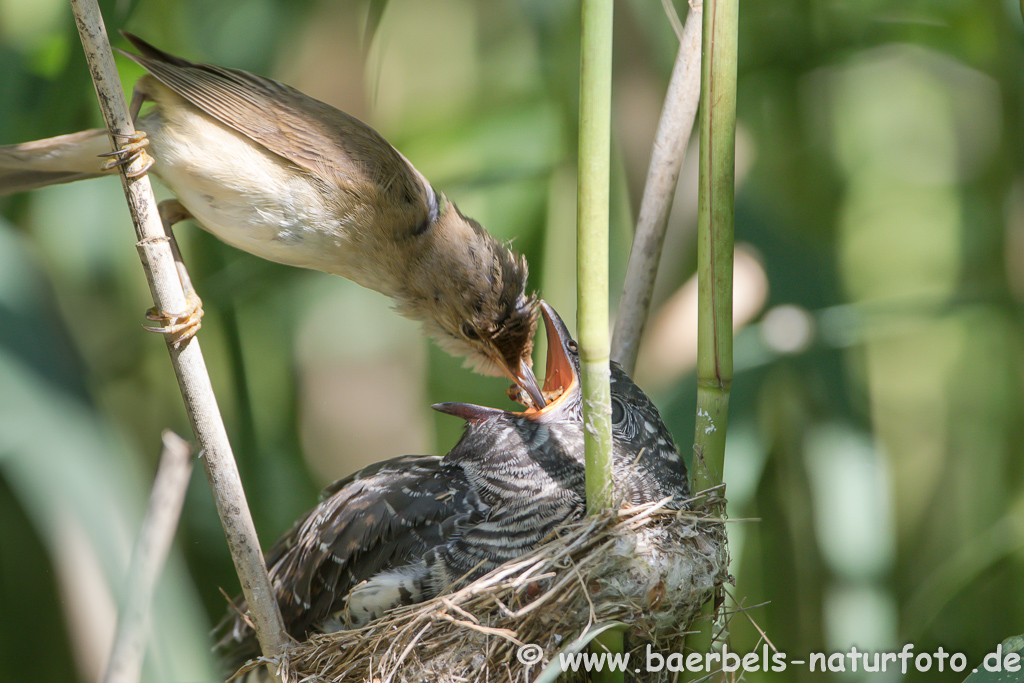 Teichrohrsänger, Rohrspatz