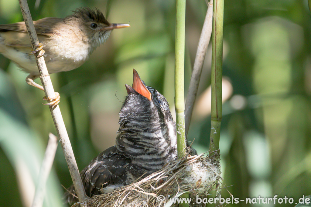 Teichrohrsänger, Rohrspatz