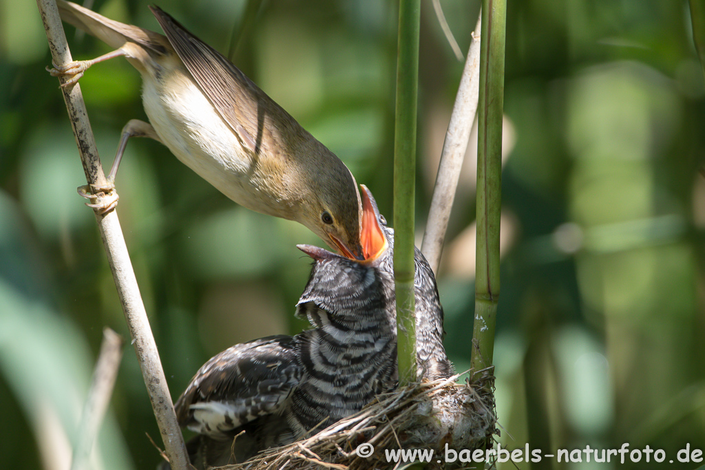 Teichrohrsänger, Rohrspatz