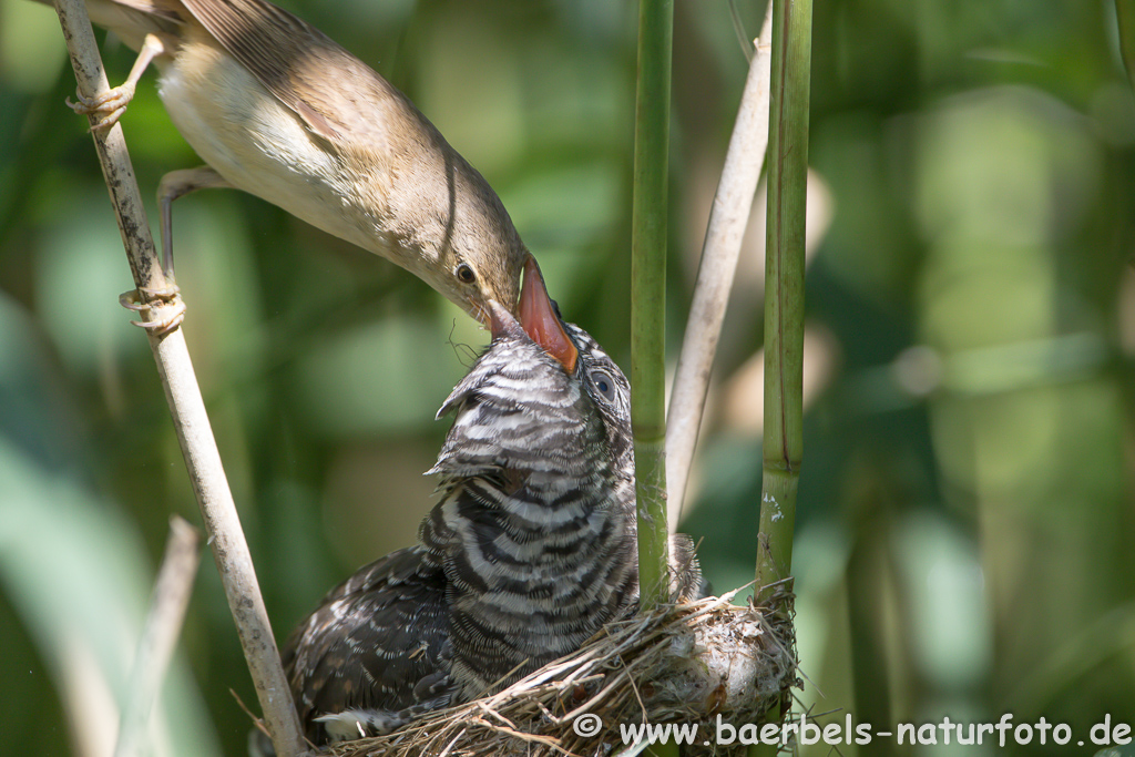 Teichrohrsänger, Rohrspatz