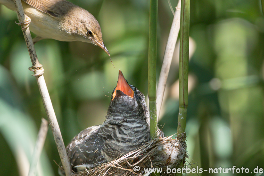 Teichrohrsänger, Rohrspatz