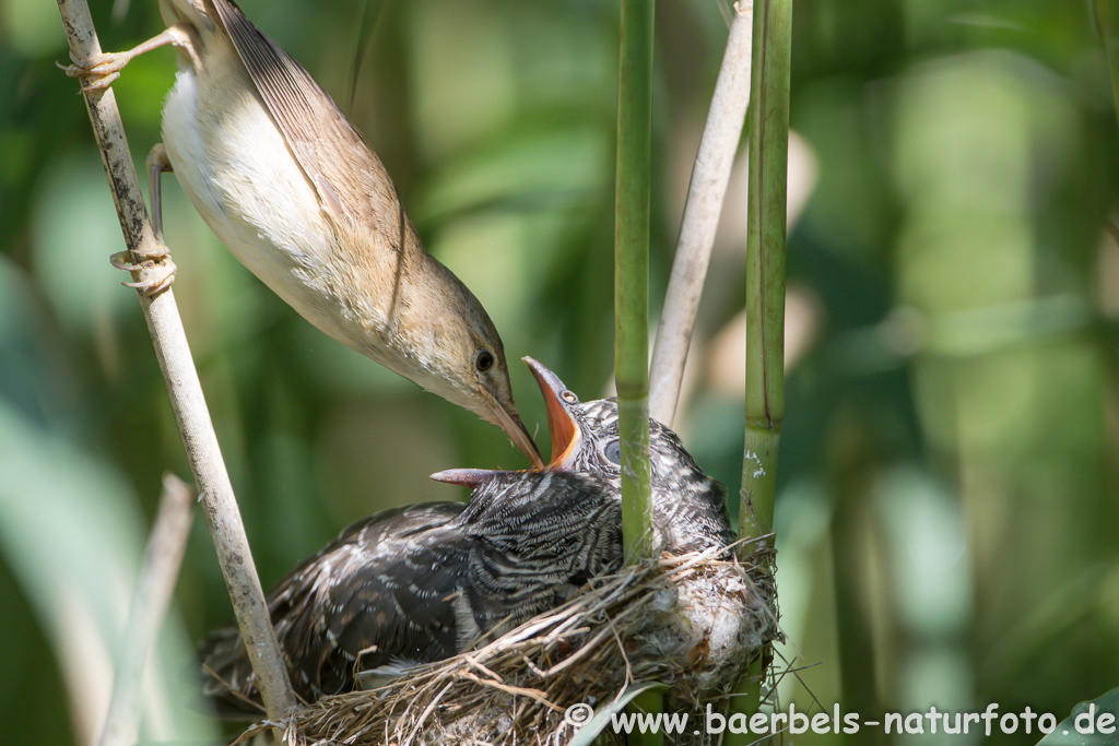 Teichrohrsänger, Rohrspatz