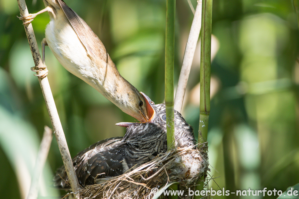 Teichrohrsänger, Rohrspatz