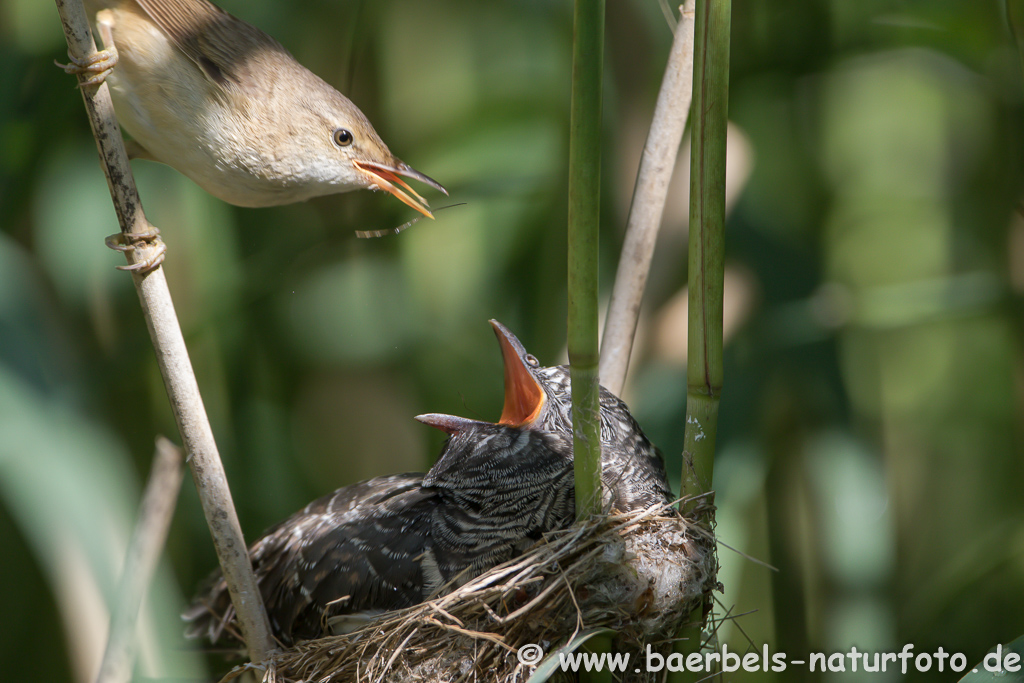 Teichrohrsänger, Rohrspatz