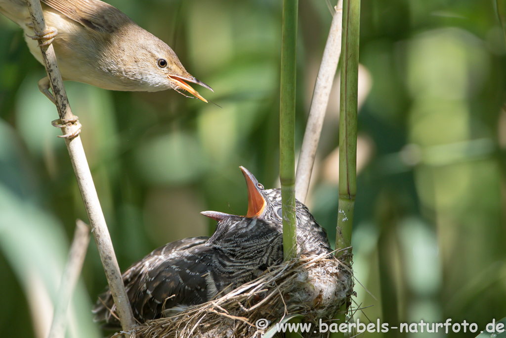 Teichrohrsänger, Rohrspatz