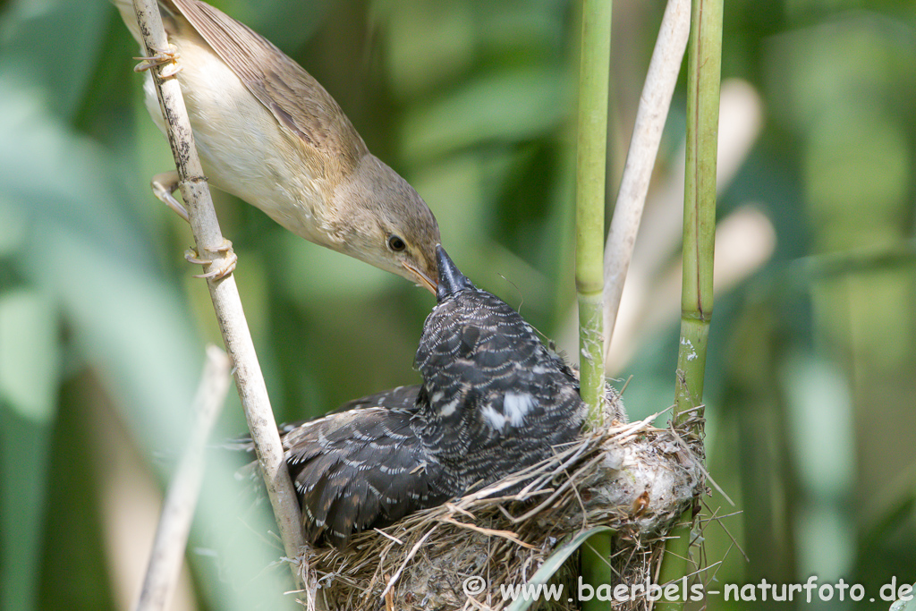 Teichrohrsänger, Rohrspatz