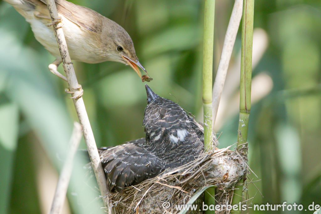 Teichrohrsänger, Rohrspatz