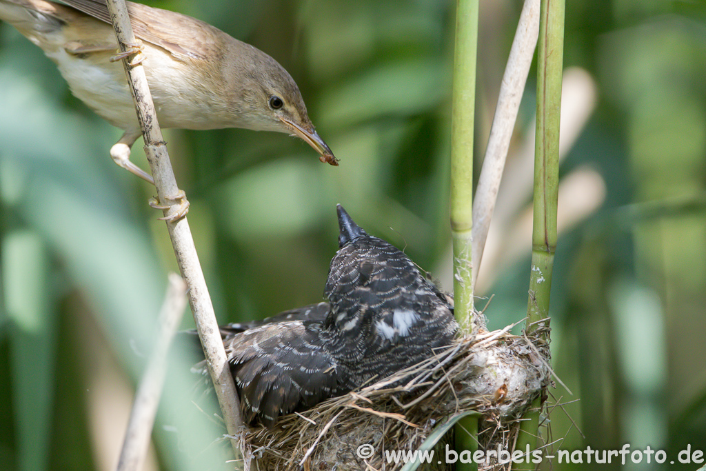 Teichrohrsänger, Rohrspatz