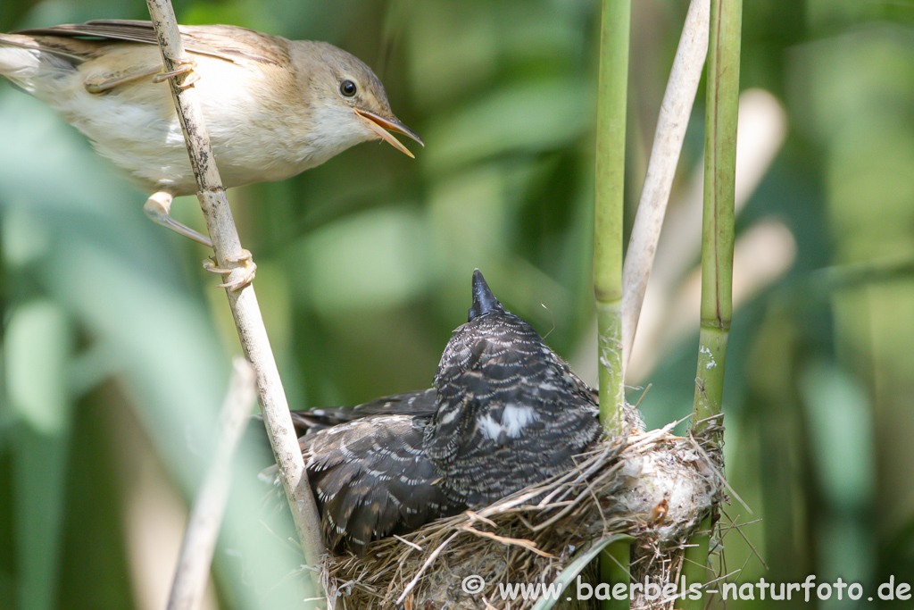 Teichrohrsänger, Rohrspatz