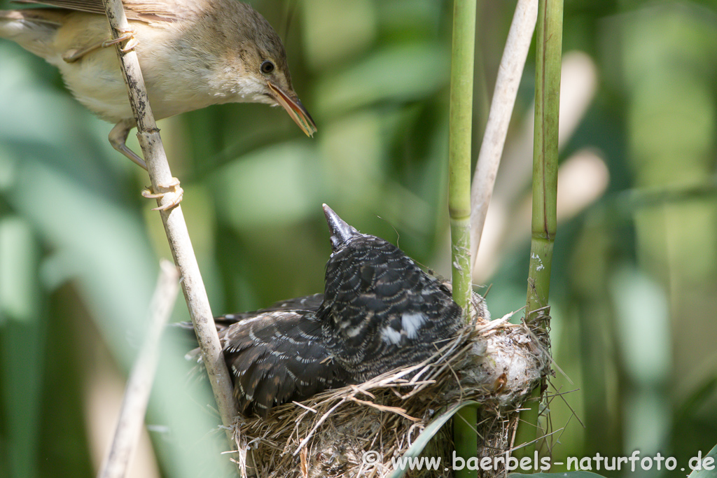 Teichrohrsänger, Rohrspatz