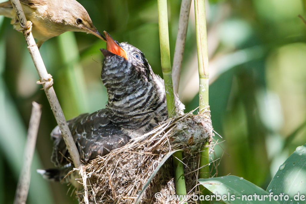 Teichrohrsänger, Rohrspatz