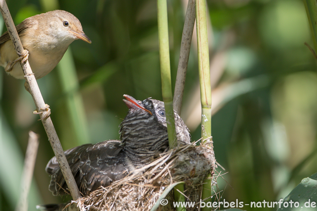 Teichrohrsänger, Rohrspatz