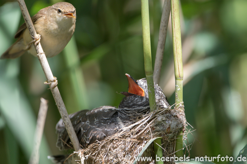 Teichrohrsänger, Rohrspatz