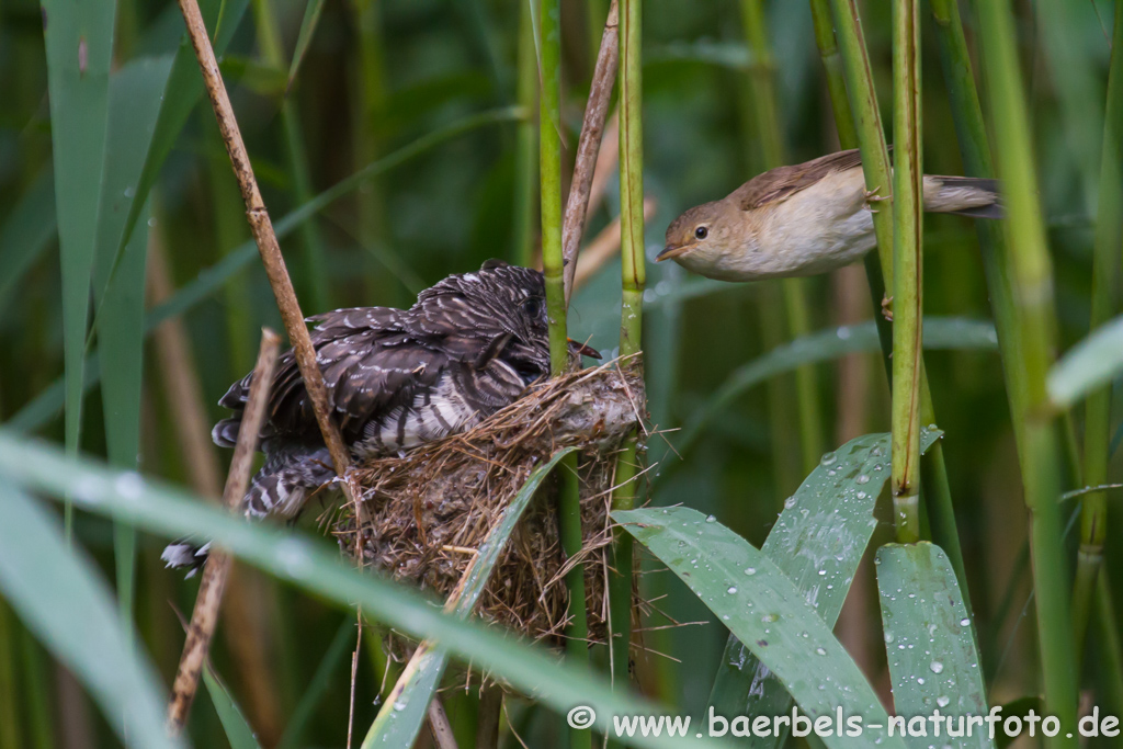 Teichrohrsänger, Rohrspatz