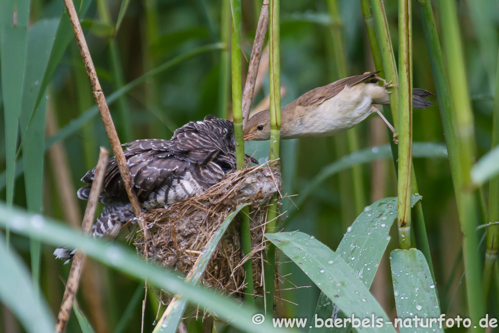 Teichrohrsänger, Rohrspatz