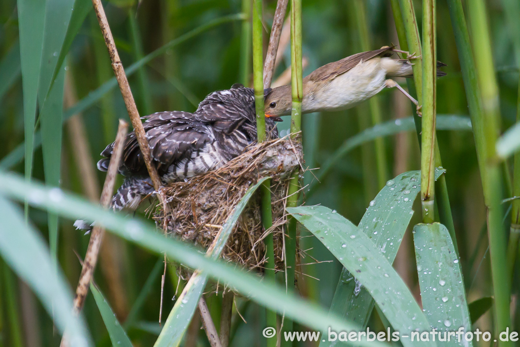 Teichrohrsänger, Rohrspatz