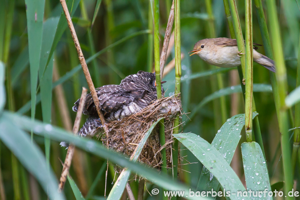 Teichrohrsänger, Rohrspatz