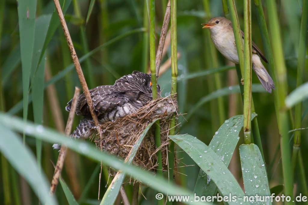 Teichrohrsänger, Rohrspatz