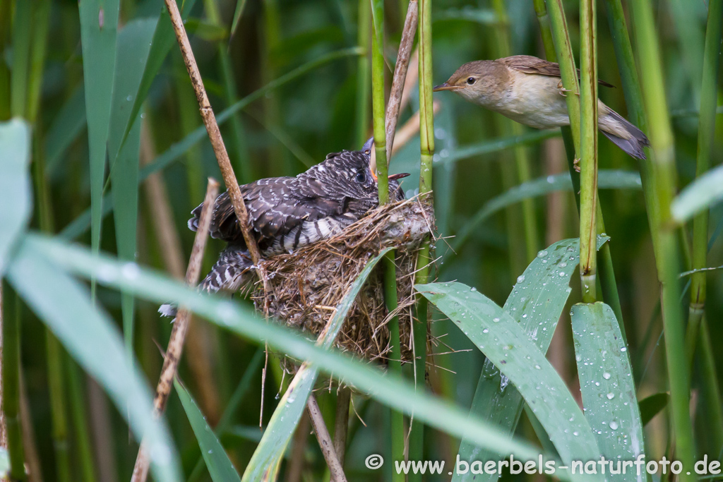 Teichrohrsänger, Rohrspatz