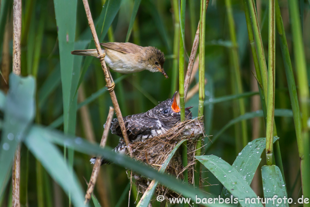 Teichrohrsänger, Rohrspatz