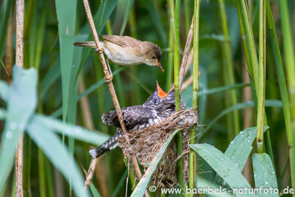 Teichrohrsänger, Rohrspatz