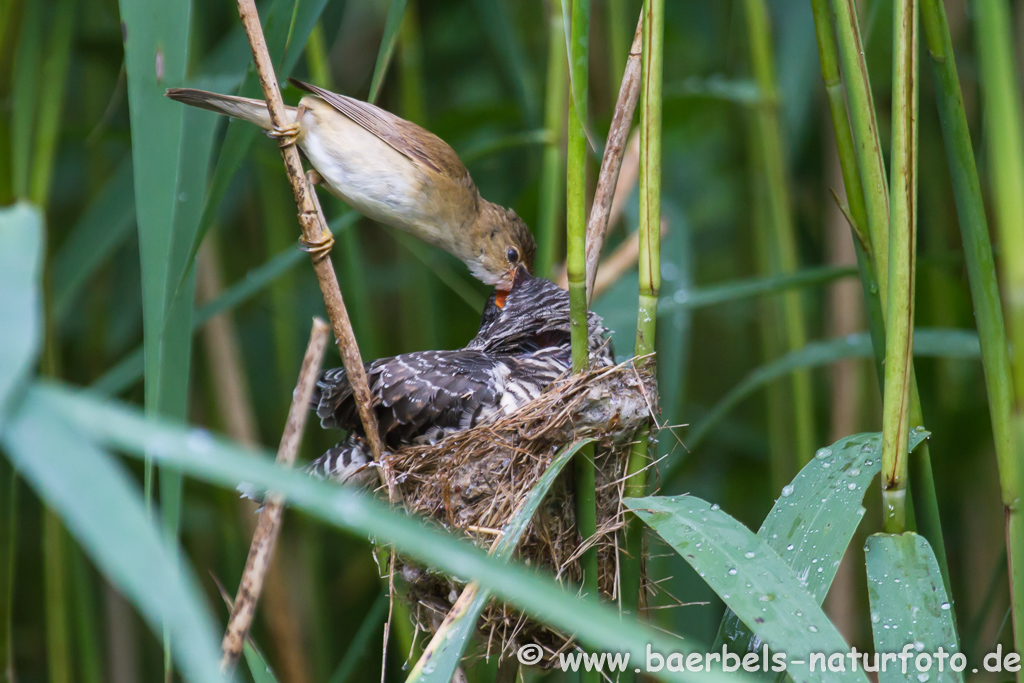 Teichrohrsänger, Rohrspatz