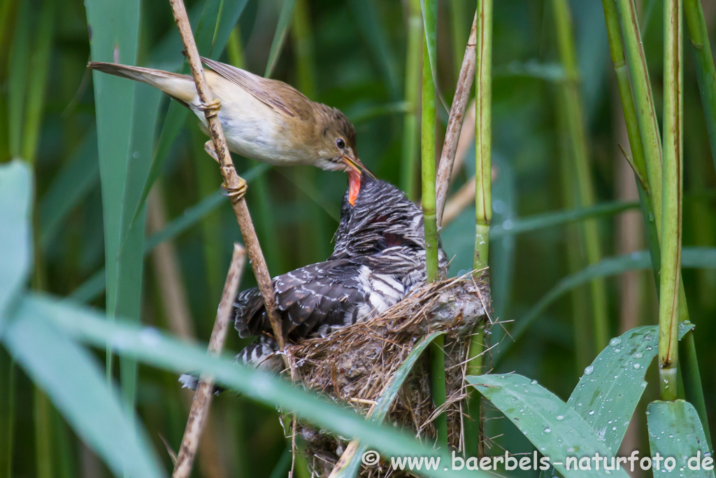 Teichrohrsänger, Rohrspatz