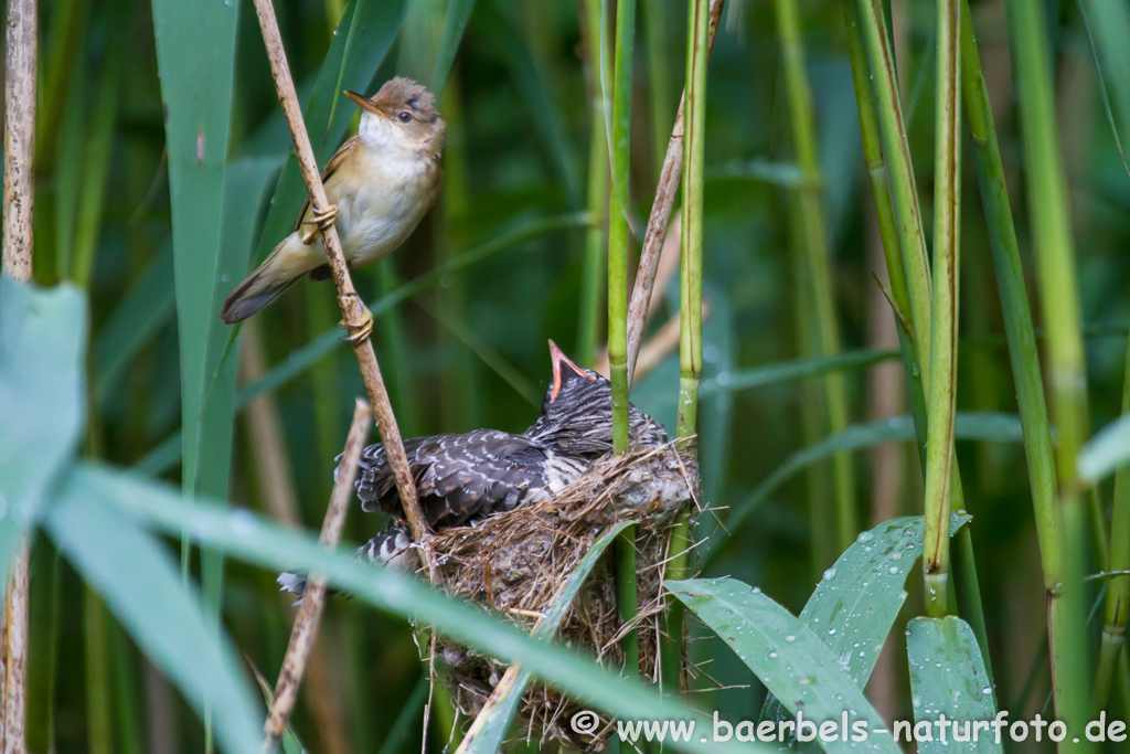 Teichrohrsänger, Rohrspatz