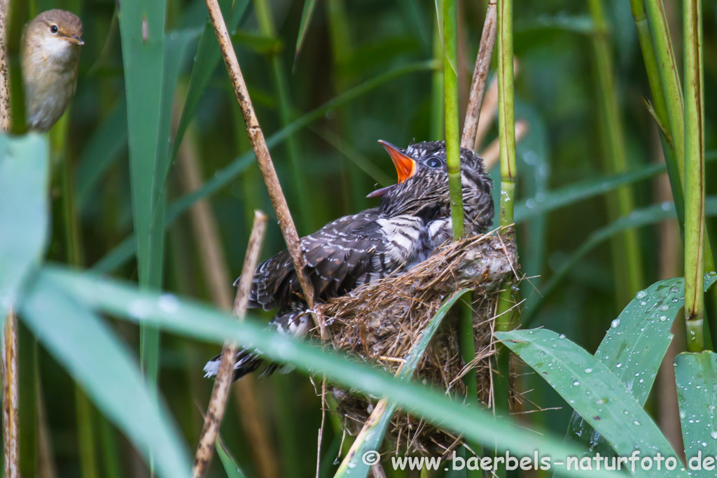 Teichrohrsänger, Rohrspatz