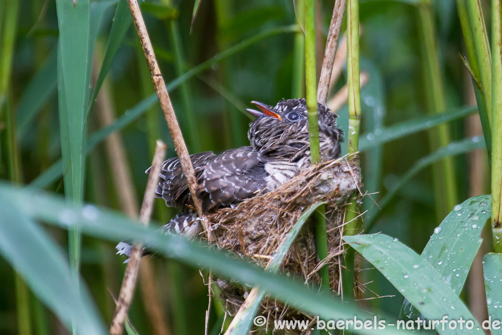 Teichrohrsänger, Rohrspatz