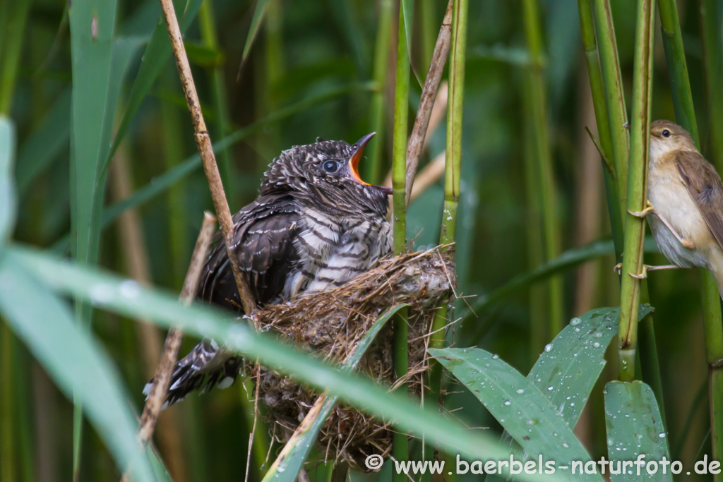 Teichrohrsänger, Rohrspatz