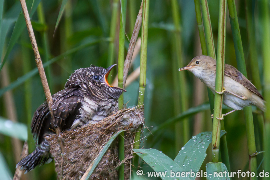 Teichrohrsänger, Rohrspatz