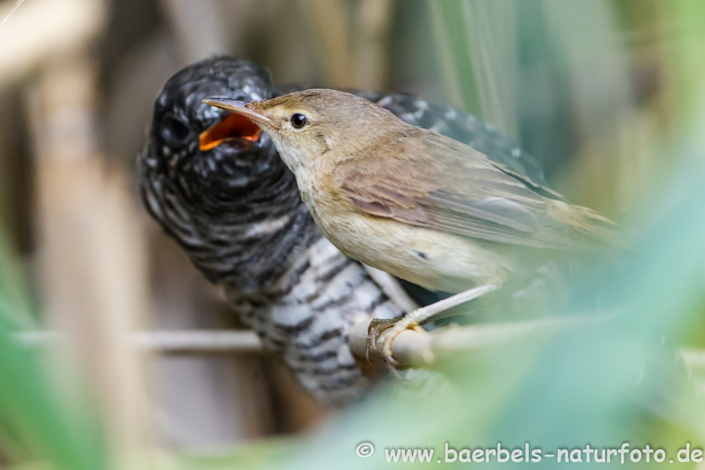 Teichrohrsänger, Rohrspatz