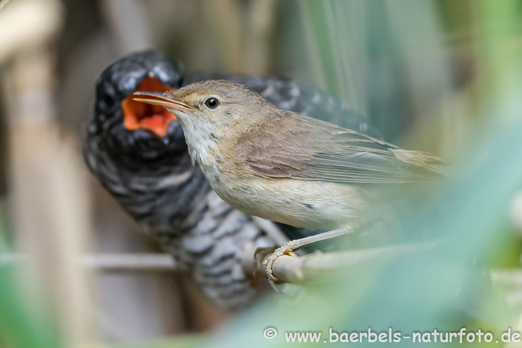 Teichrohrsänger, Rohrspatz