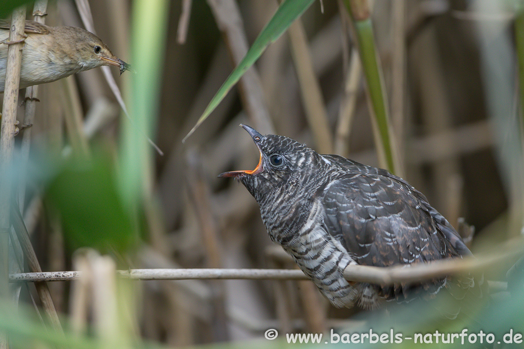 Teichrohrsänger, Rohrspatz