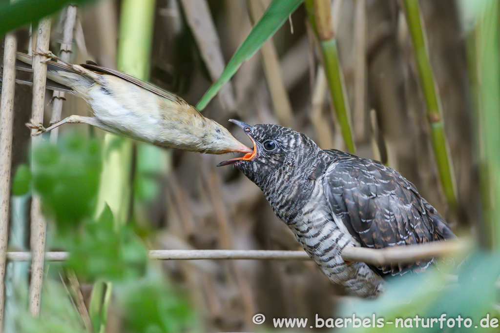 Teichrohrsänger, Rohrspatz