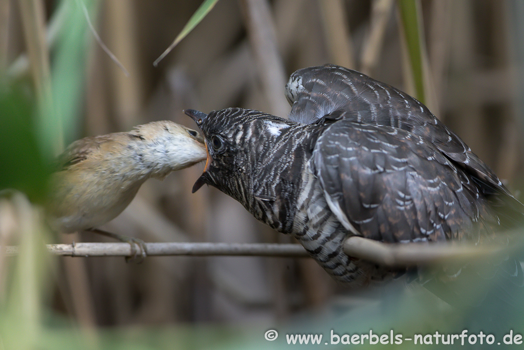 Teichrohrsänger, Rohrspatz