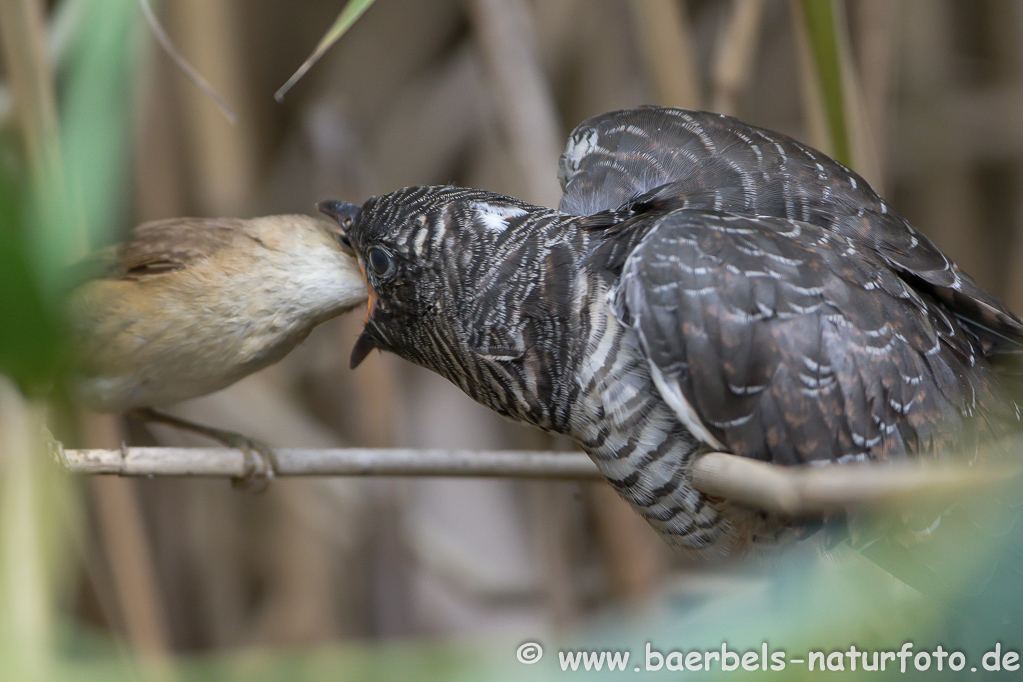 Teichrohrsänger, Rohrspatz