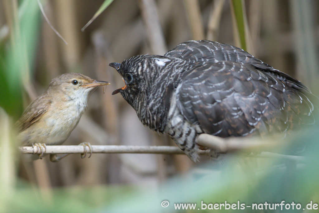 Teichrohrsänger, Rohrspatz