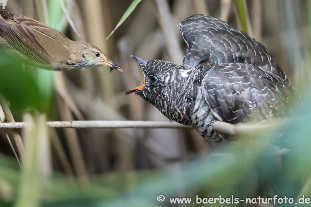 Teichrohrsänger, Rohrspatz