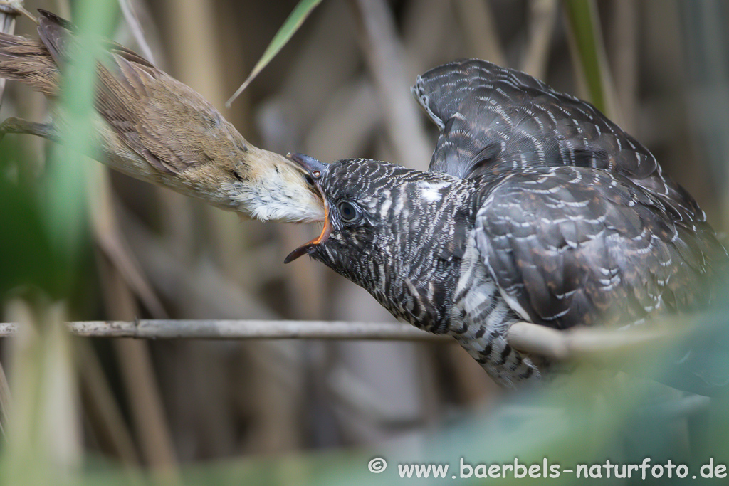 Teichrohrsänger, Rohrspatz