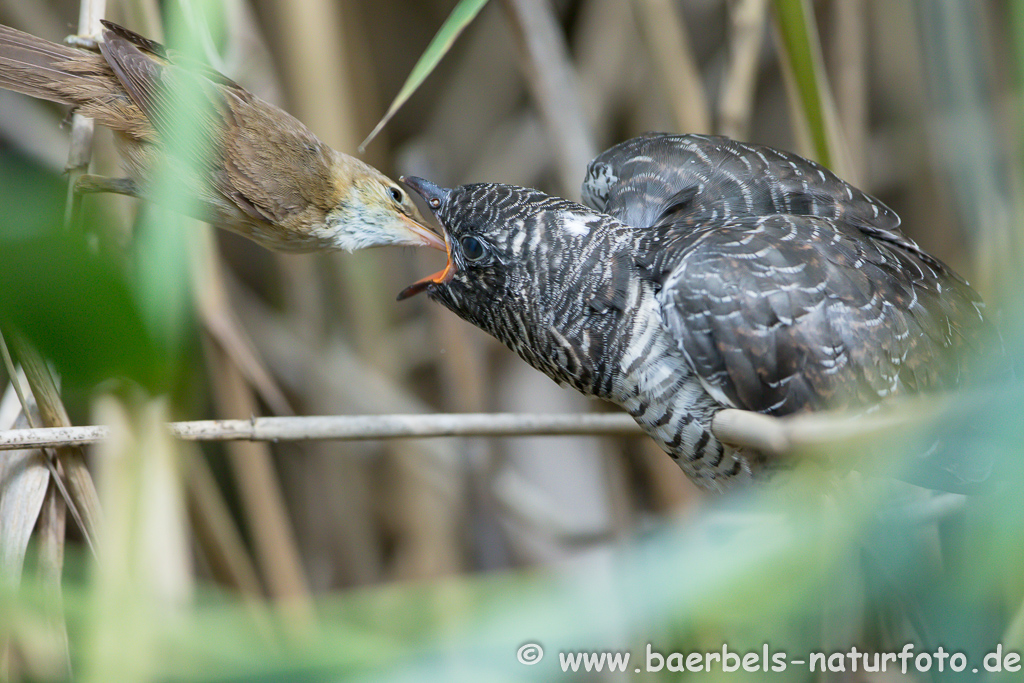 Teichrohrsänger, Rohrspatz