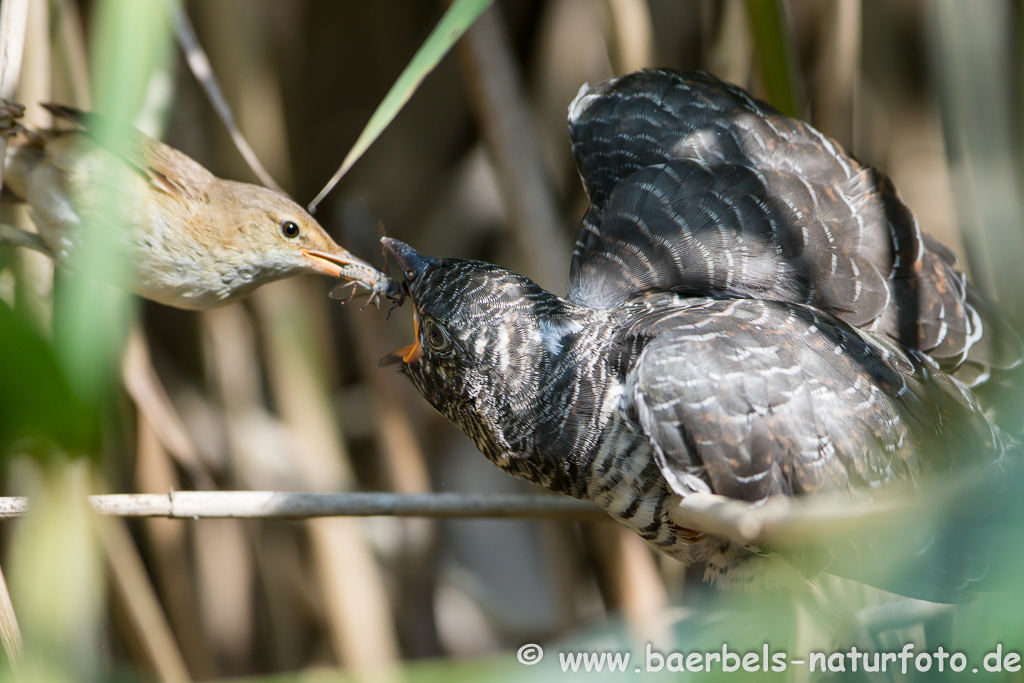 Teichrohrsänger, Rohrspatz