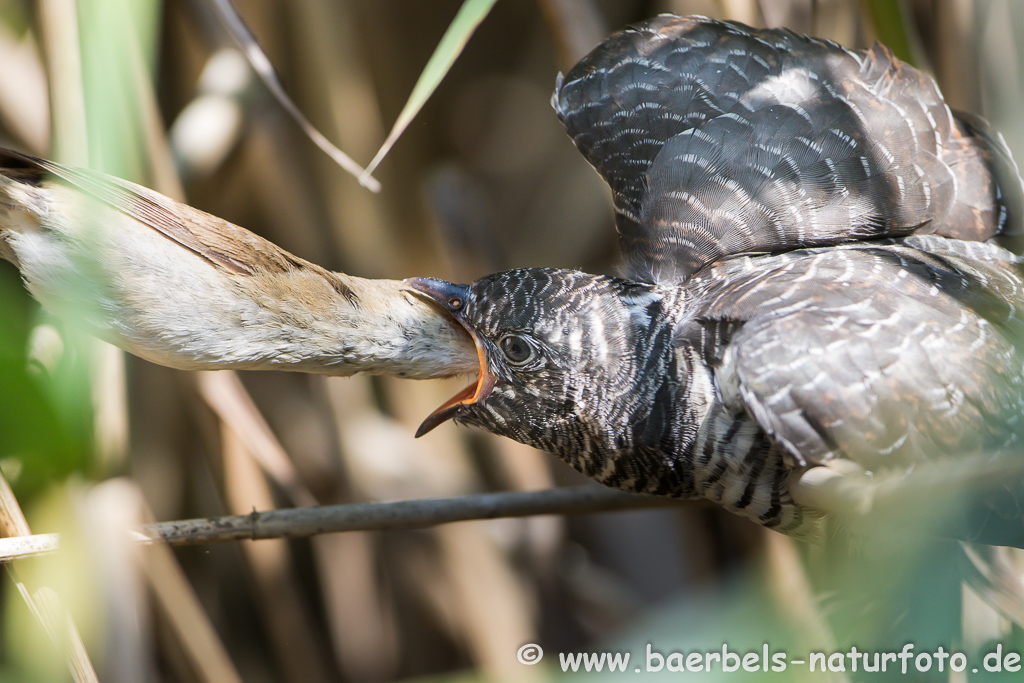 Teichrohrsänger, Rohrspatz