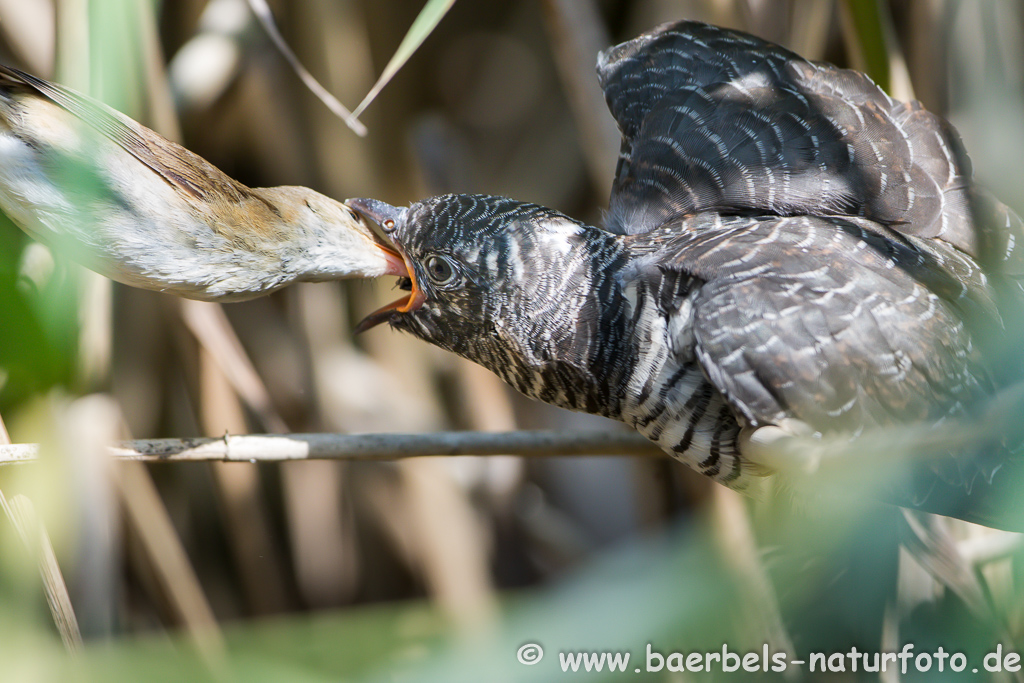 Teichrohrsänger, Rohrspatz